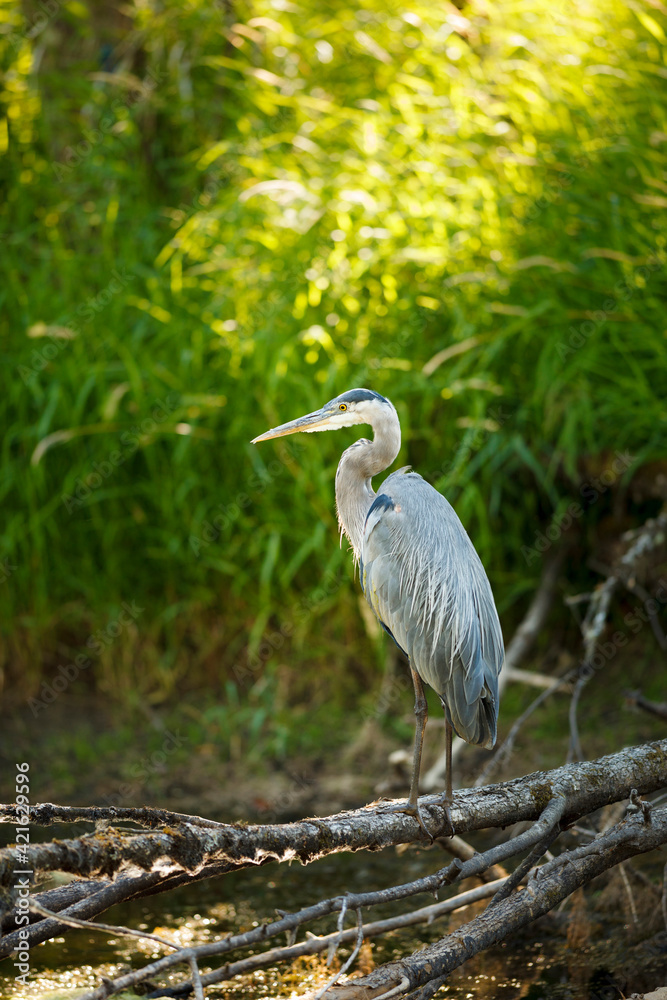 Obraz premium USA, Washington State, Ridgefield National Wildlife Refuge, Great Blue Heron (Ardea herodias).