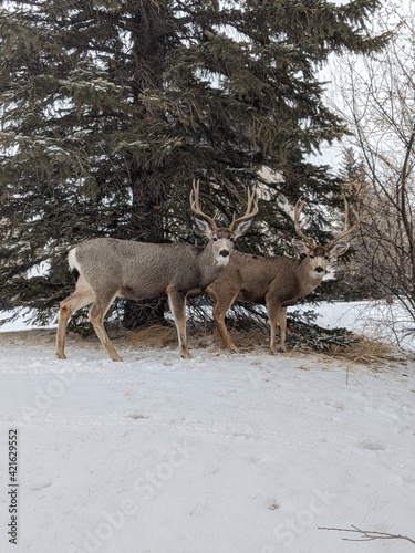 deer in snow