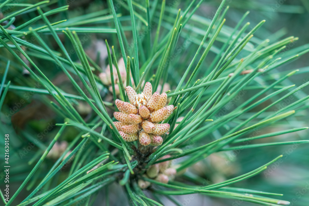 USA, Washington State, Seattle. Kubota Garden, pine needles close-up. USA, Washington State, Seattle. Kubota Garden, pine needles close-up.