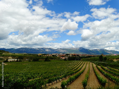Vineyard and mountains in La Rioja