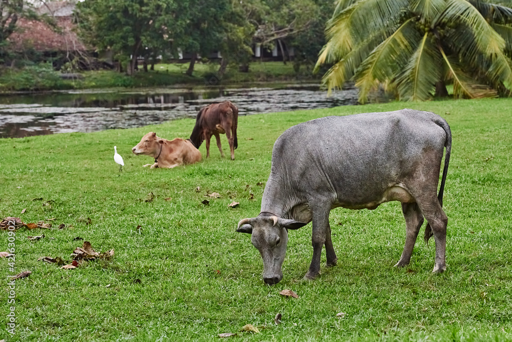 Cows eating green grass in the field Cows eating green grass in the field