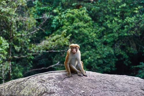 Monkey on the rocks in the forest