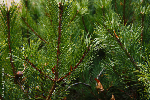 green pine tree branch with long needles