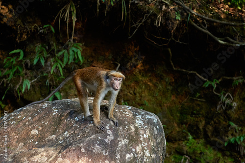 Monkey on the rocks in the forest