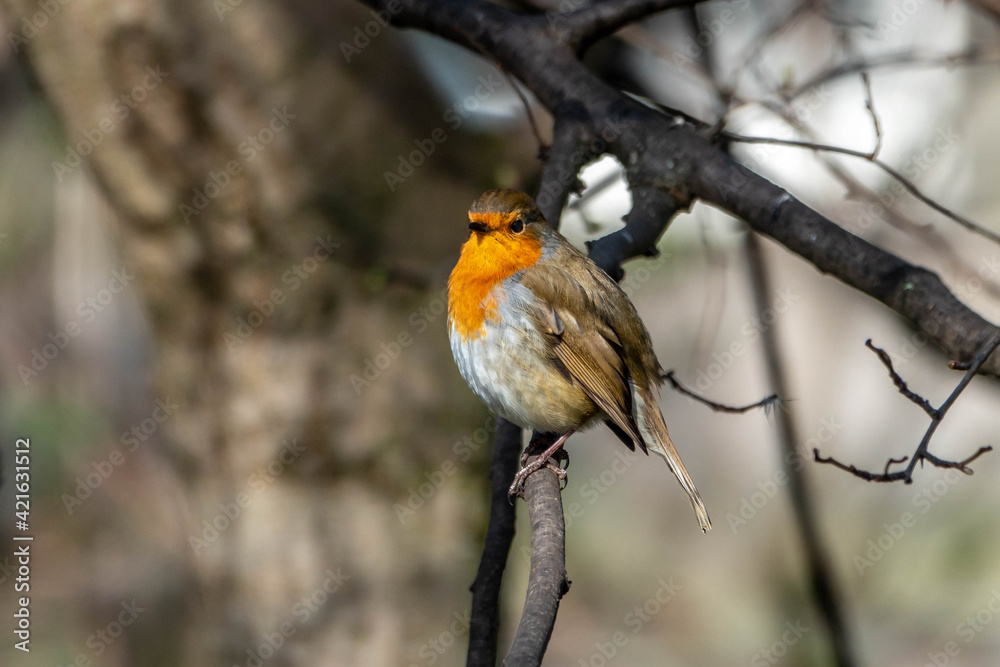 Fototapeta premium Robin