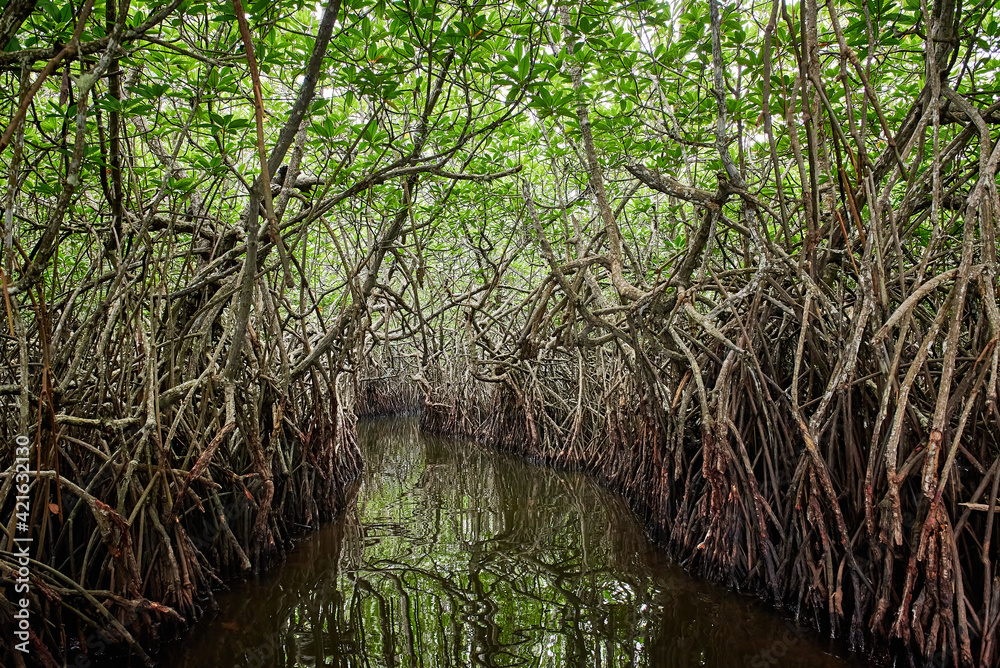 Ταπετσαρία Swamp trees, mangrove forest in Sri Lanka swamp