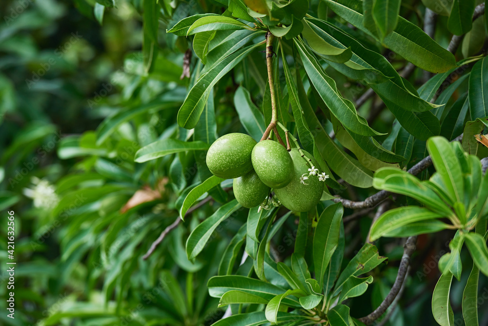 Cerbera odollam is a plant species in the family Apocynaceae and commonly known as the suicide tree, pong-pong, mintolla, and othalam. One of the most poisonous plants Cerbera odollam is a plant species in the family Apocynaceae and commonly known as the suicide tree, pong-pong, mintolla, and othalam. One of the most poisonous plants