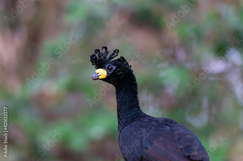 The Bare-faced curassow (Crax fasciolata)