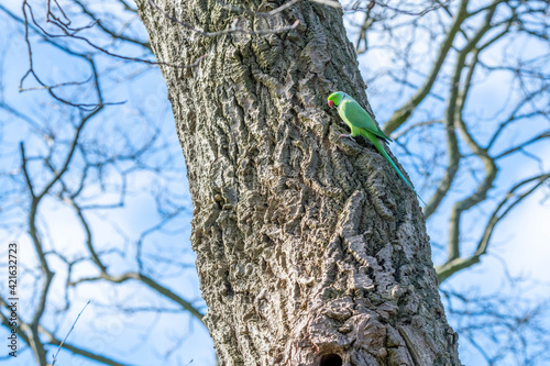 Parakeets photo