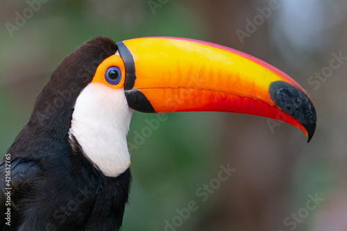 The Toco Toucan (Ramphastos toco) © Johannes Jensås