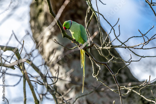 Parakeets photo