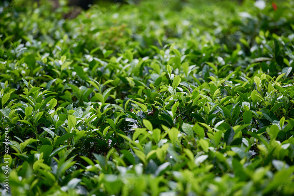 Natural tea plantations in Sri Lanka highlands Natural tea plantations in Sri Lanka highlands