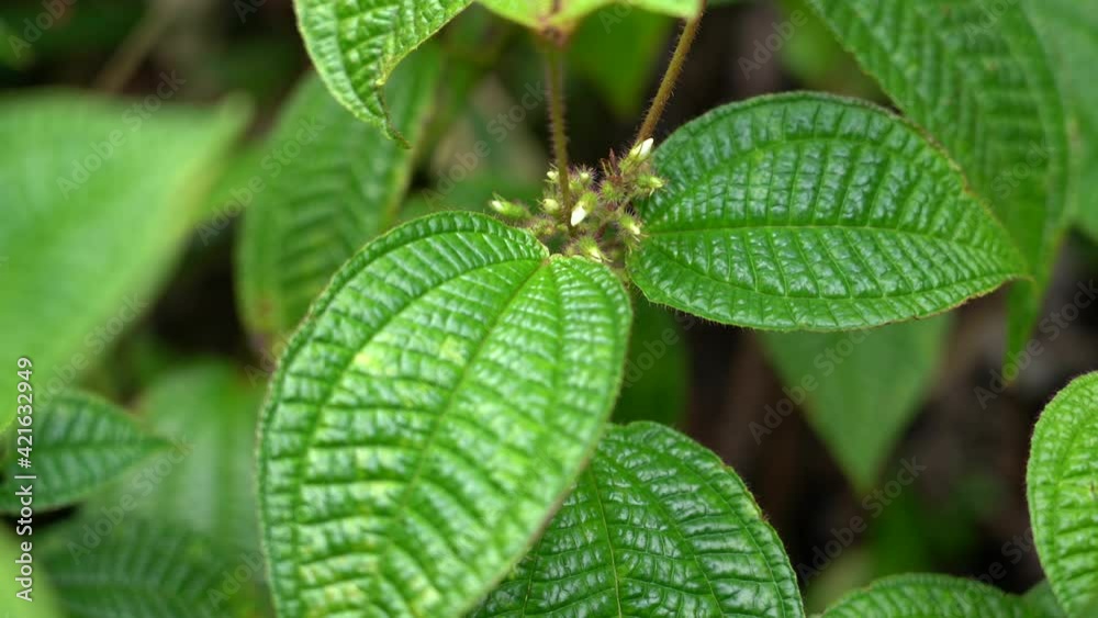 Video „Plants at Manoa Cliff Trail，Honolulu, Oahu, Hawaii forest