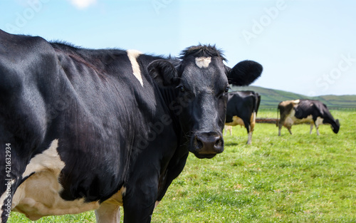 Vaca a olhar para trás. Prado de uma quinta de vacas leiteiras da raça Holstein.