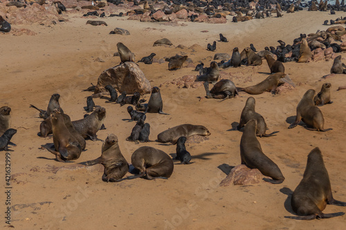 Colony of fur seals at Cape Cross at the skelett coastline of Namibia at the Atlantic Ocean © ggfoto