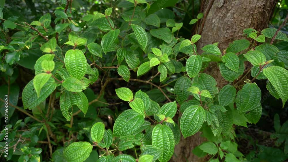 Plants at Manoa Cliff Trail，Honolulu, Oahu, Hawaii forest Clidemia