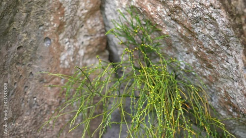 Plants at Manoa Cliff Trail，Honolulu, Oahu, Hawaii forest
Psilotum nudum, known as the whisk fern, is a fernlike plant.  photo