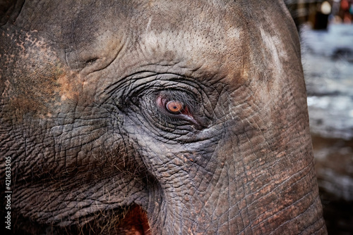 Elephant eye and muzzle closeup in orphanage Sri-Lanka