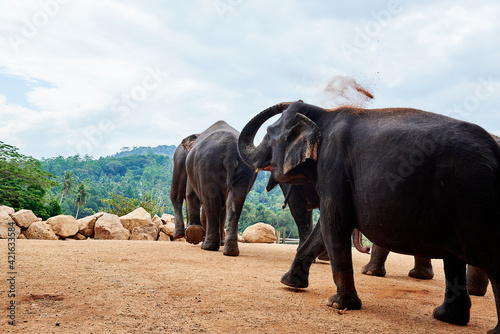 Elephants walking in orphanage zoo in Sri Lanka