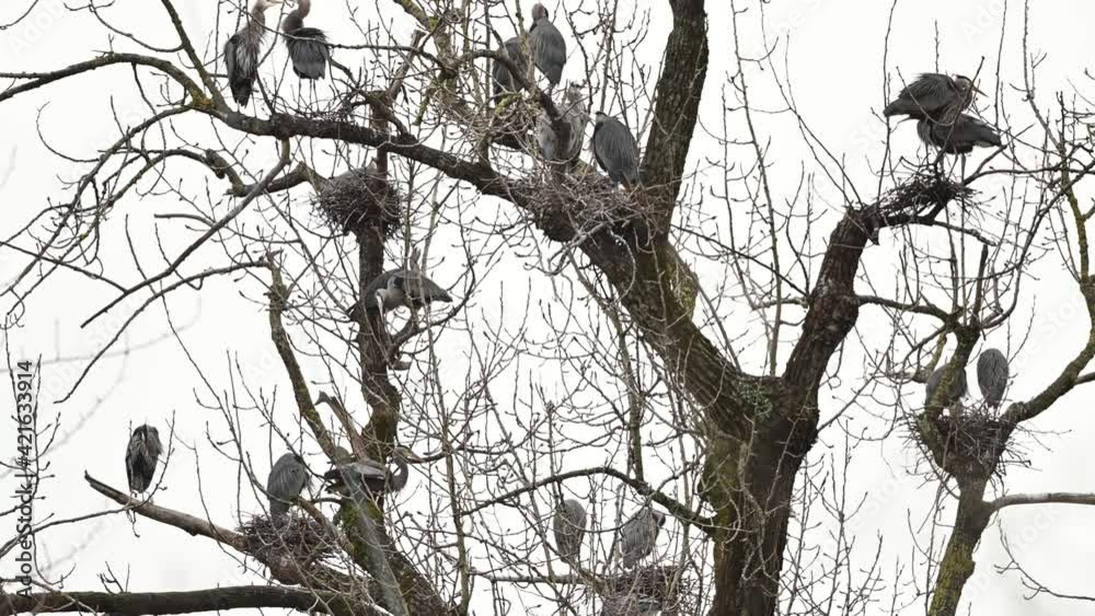 Silhouette image of colony of Great blue herons (Adrea herodias) nesting on the tree tops by the river in British Columbia, Canada Silhouette image of colony of Great blue herons (Adrea herodias) nesting on the tree tops by the river in British Columbia, Canada