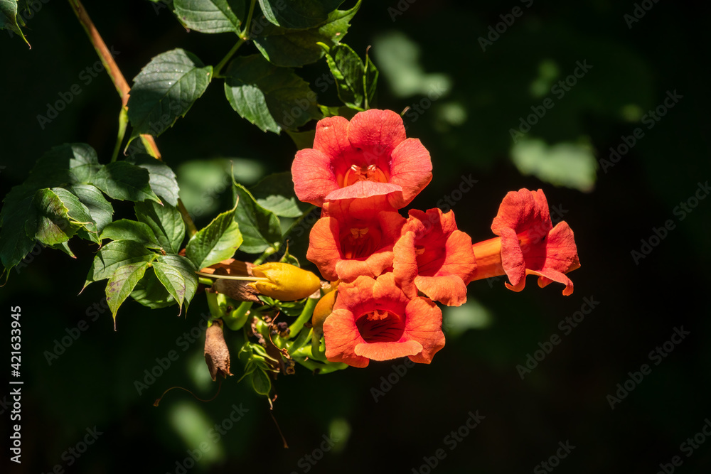 Red flowers of Campsis grandiflora along the street in blossoming during summer on dark background. Red flowers of Campsis grandiflora along the street in blossoming during summer on dark background.