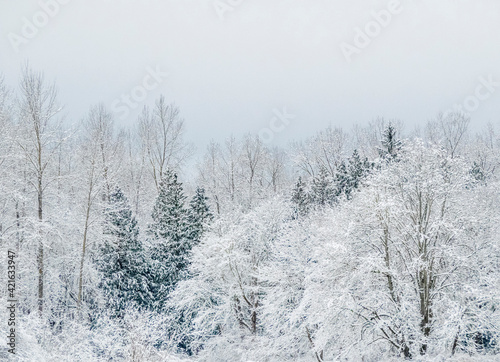 USA, Washington State, Fall City valley with fresh snows on Cottonwoods and evergreens