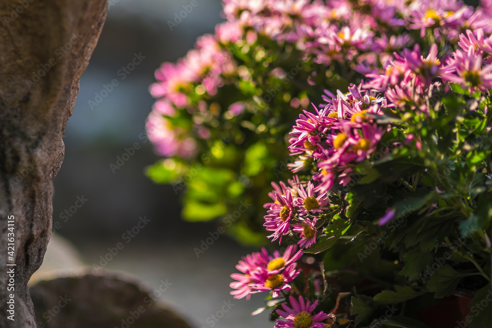 Obraz premium flowers in the garden