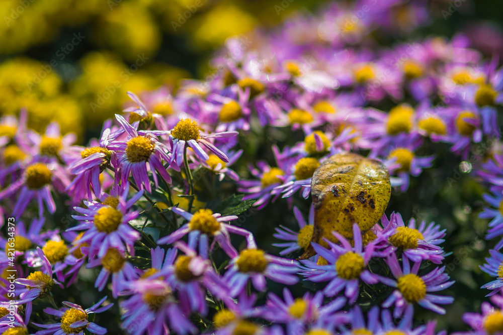 flowers in the garden