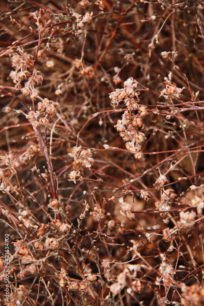 background of small brown dry flowers