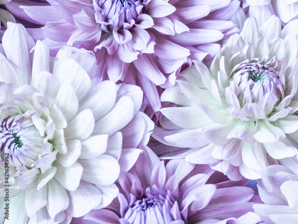 Fototapeta premium USA, Washington State, Sammamish Dahlia flower design and patterns