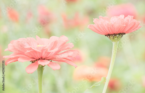 USA, Washington State, Oakville, Pacific Northwest zinnia flower photo