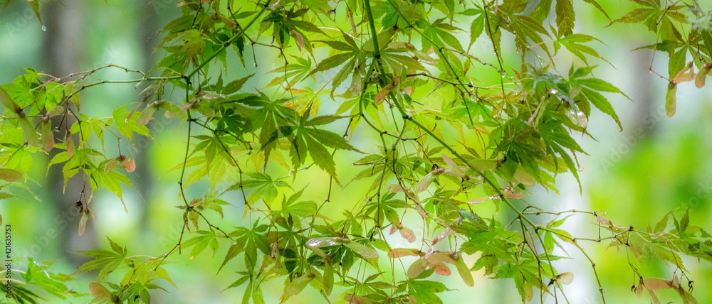 USA, Washington State, Sammamish, looking up through Japanese Maple Leaves in Autumns colors USA, Washington State, Sammamish, looking up through Japanese Maple Leaves in Autumns colors