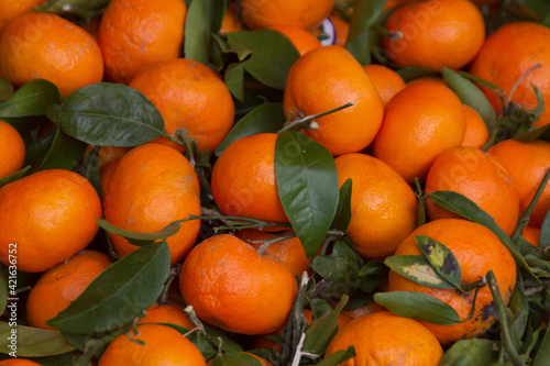 Group of colorful juicy tangerines