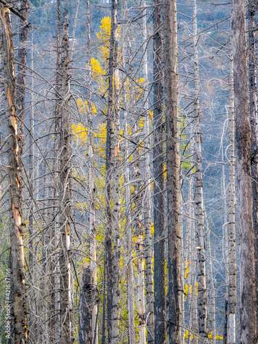 USA  Washington State  Blewett Pass in autumn and Larch trees in fire damaged area