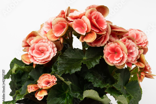 Beautiful blooming pink begonia elatior with double flowers and dark green leaves  close up.