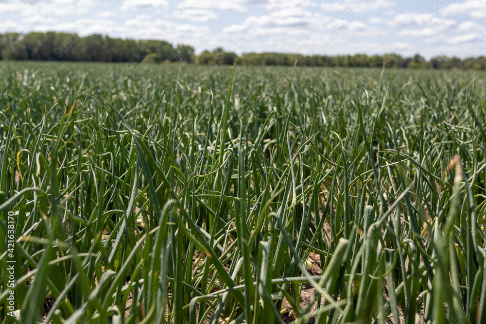 Rows of sweet onion plants growing at commercial vegetable farm Rows of sweet onion plants growing at commercial vegetable farm