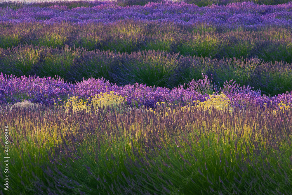 Obraz premium USA, Sequim, Washington State, field of Lavender