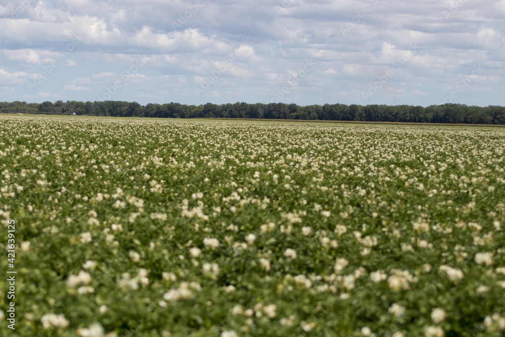 Potato plants blooming with white flowers in large field Potato plants blooming with white flowers in large field