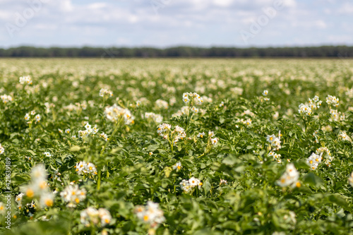 Closeup of potatoes blooming white flowers in farm field