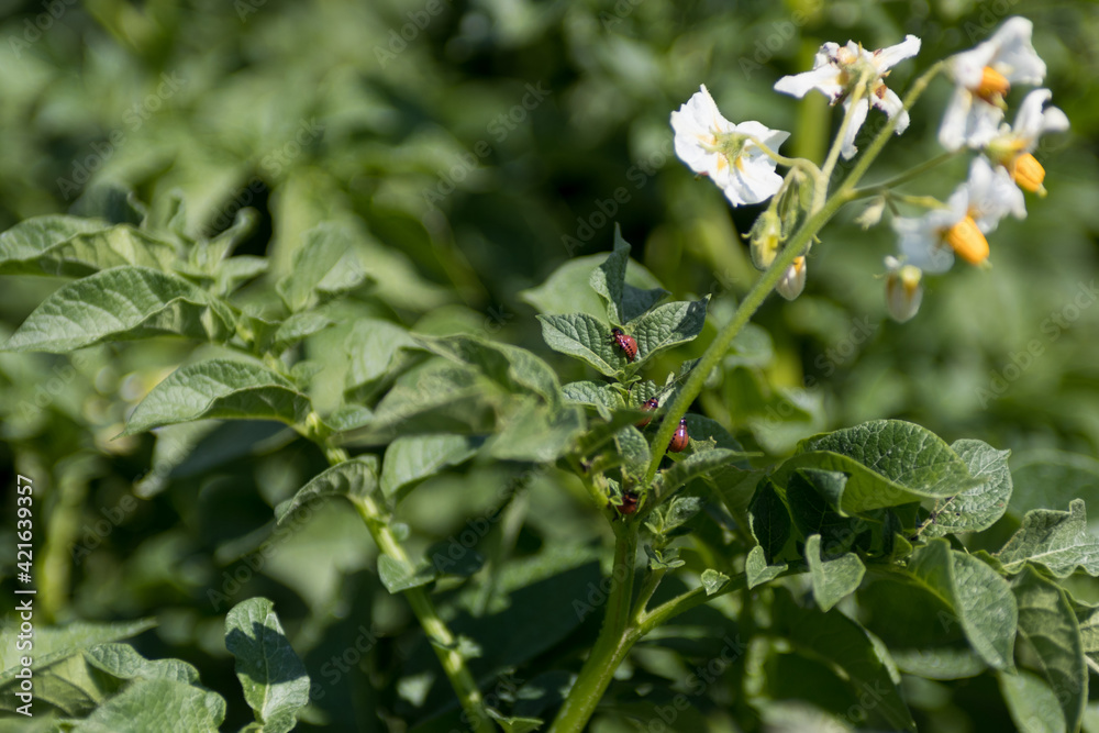 Potato bugs on green leaves of potato plant blooming in farm field Potato bugs on green leaves of potato plant blooming in farm field