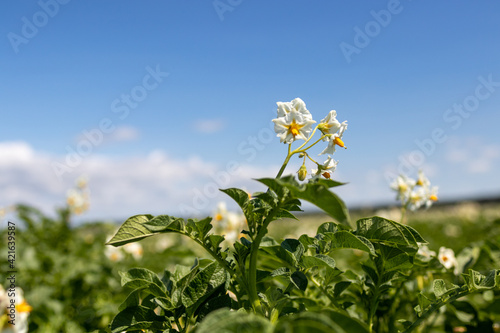 Blooming white flowers on potato plant