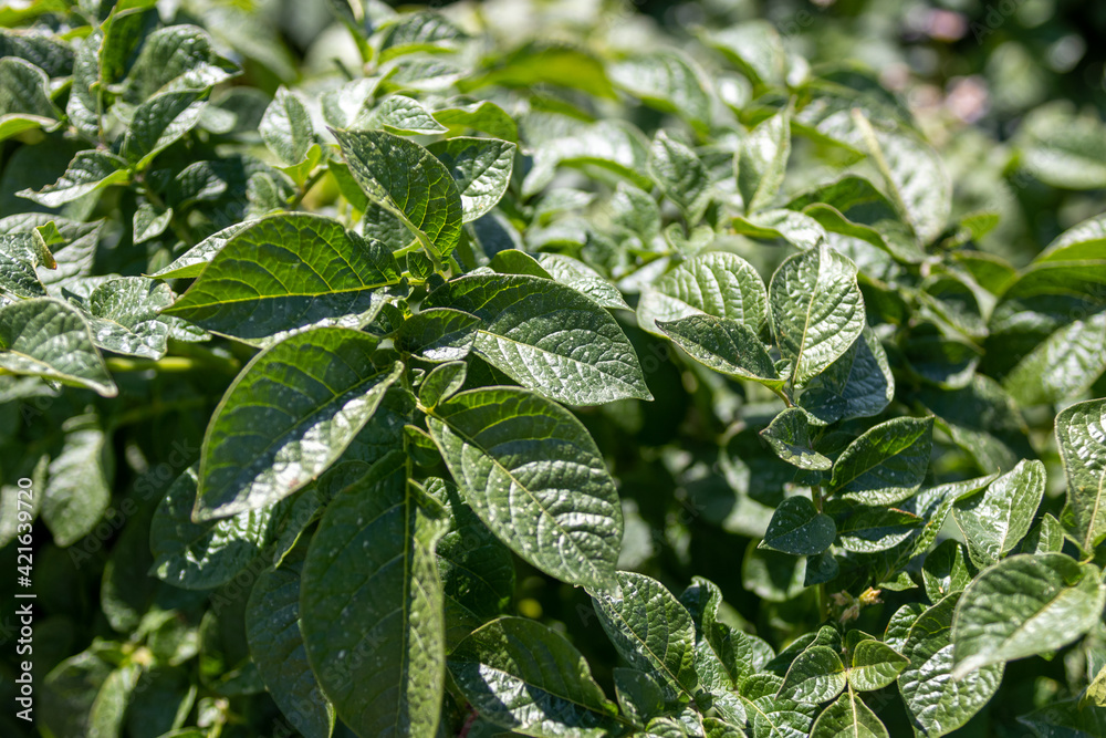 Closeup of potato plants in field Closeup of potato plants in field