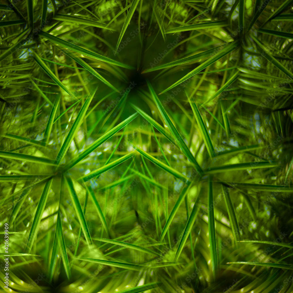 Close-up of tropical leaves Close-up of tropical leaves