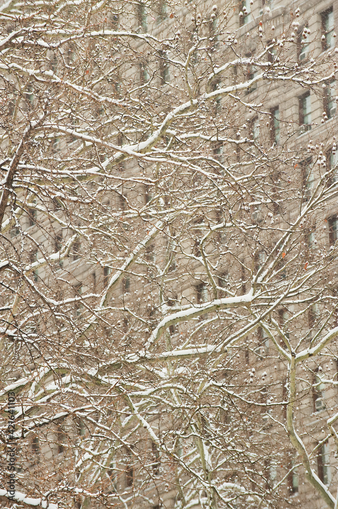 Snow covered tree branches with building in background Snow covered tree branches with building in background