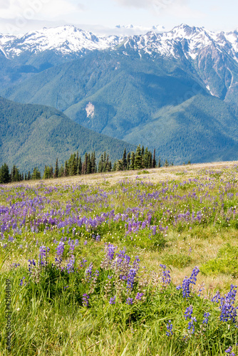 USA, Washington State, Olympic National Park. Expansive view of wildflower covered hills from Hurricane Ridge area of park