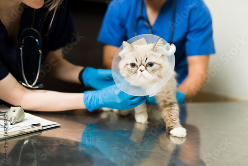 Fototapeta Naklejka Na Ścianę i Meble -  Adorable sick persian cat with a recovery collar at the vet clinic