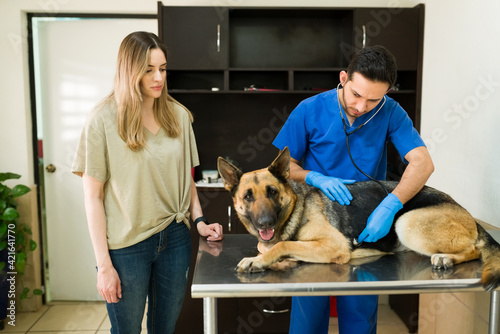 Worried dog owner taking his old german shepherd to the vet