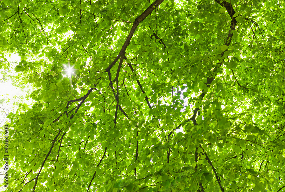 Sunlight shining through tree branches in spring Sunlight shining through tree branches in spring