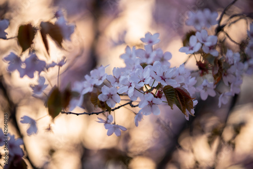 Cherry blossom flowers blooming in golden spring light © Henna