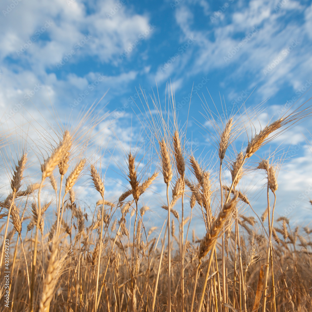 Wheat growing on field Wheat growing on field